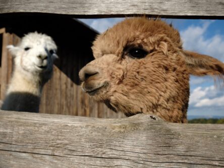 Close up photo of brown alpaca with white alpaca in background