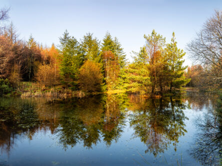 Hamsterley Forest trees reflected in water