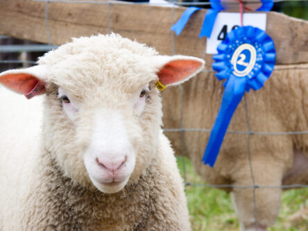 Prize winning sheep at agricultural show